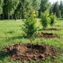 В Городском саду Улан-Удэ высадили около 50 новых деревьев В Городском саду Улан-Удэ высадили около 50 новых деревьев